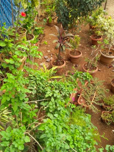 Gardening- Is it just a&nbsp;hobby?