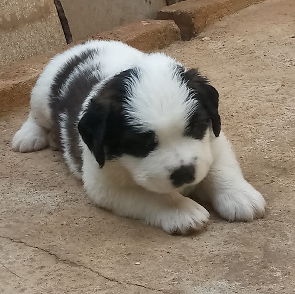 When Mom Is Away, Pups Are At Play