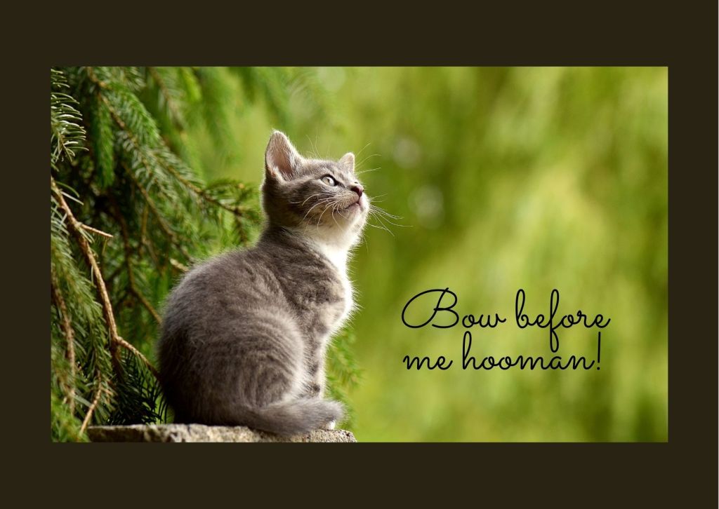 Lessons We Learn From Our Pets